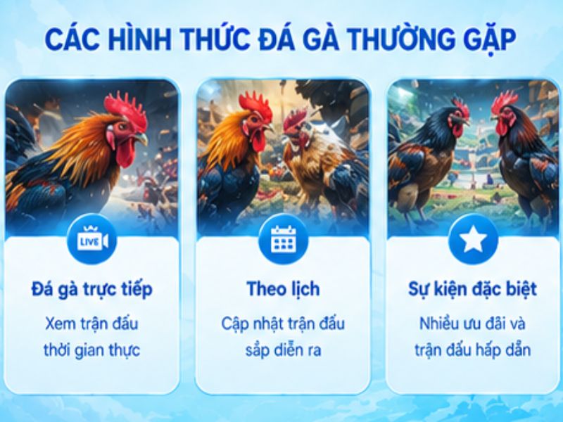 Các Hình Thức Đá Gà Thường Được Quan Tâm