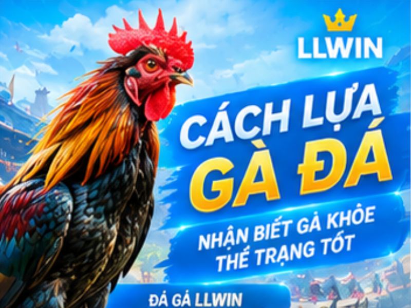 Cách Lựa Gà Đá LLWIN