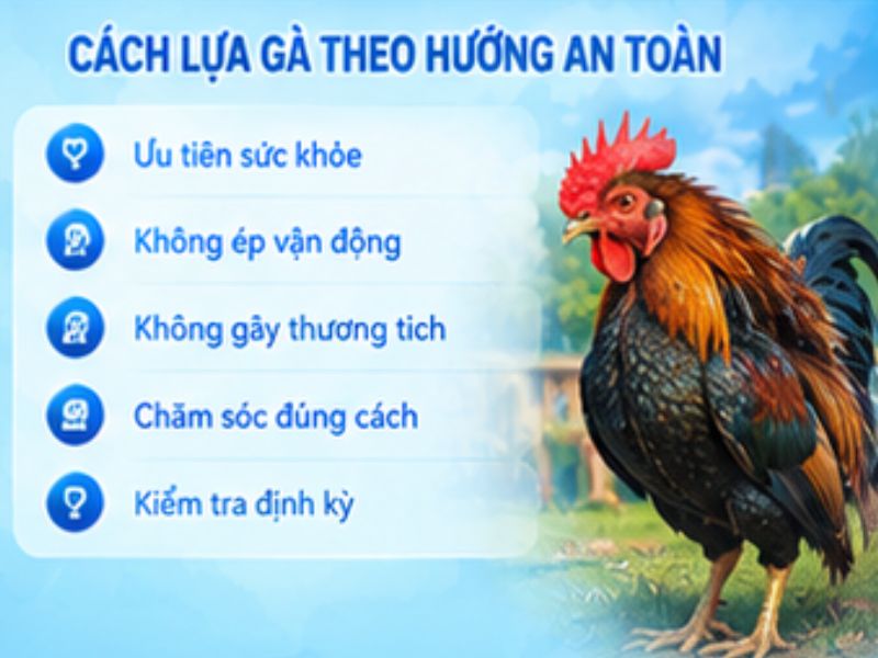 Cách lựa gà theo hướng an toàn và bền vững