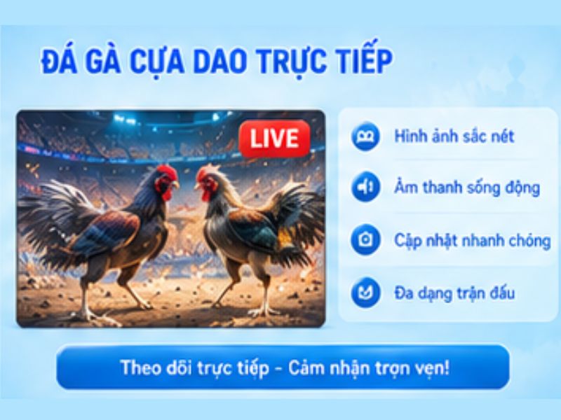 Đá gà cựa dao LLWIN trực tiếp có gì hấp dẫn