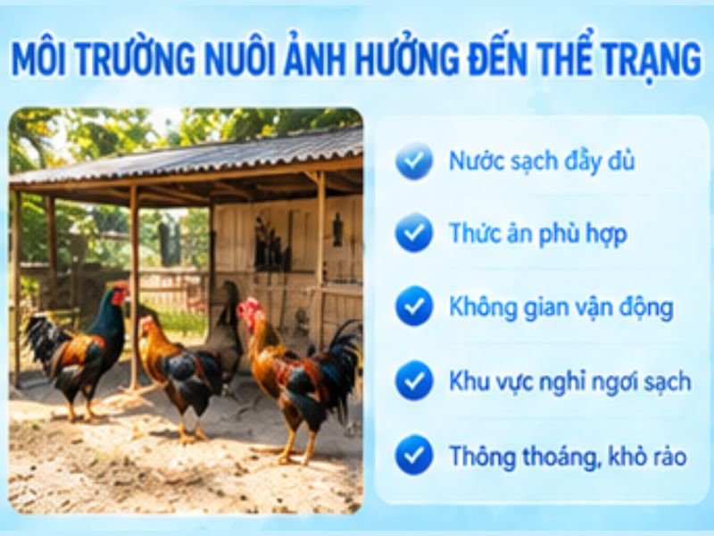 Môi trường nuôi ảnh hưởng trực tiếp đến thể trạng