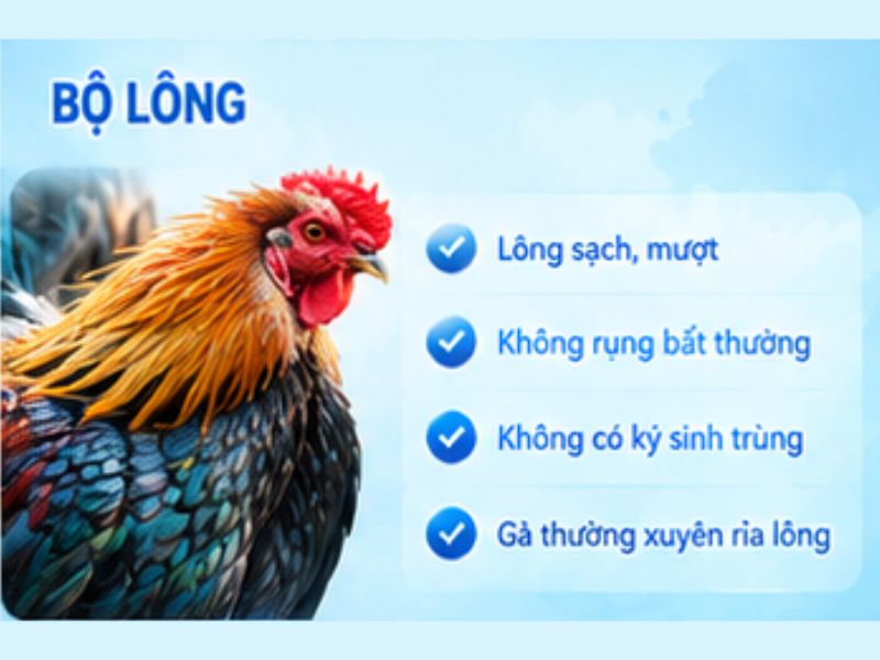 Quan sát bộ lông