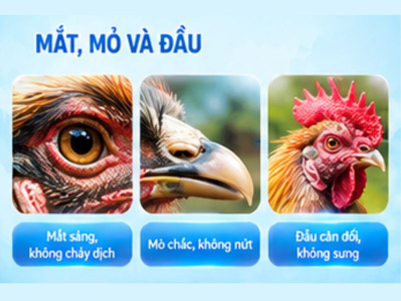 Xem mắt, mỏ và đầu gà